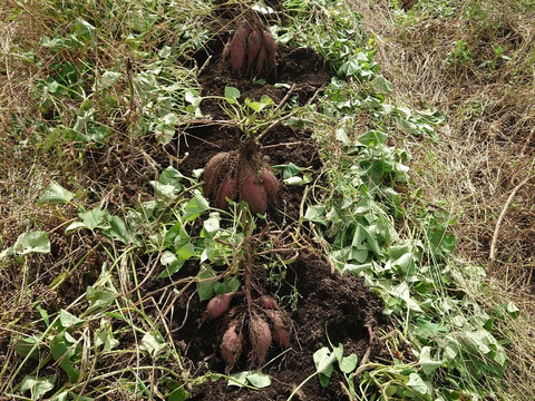 【自然栽培】ちょっと訳有❗サツマイモ
（シルクスイート）　60サイズ1.5kg　　※商品説明をご一読の上、「常温便」、「クール便」をご指定下さいませ。