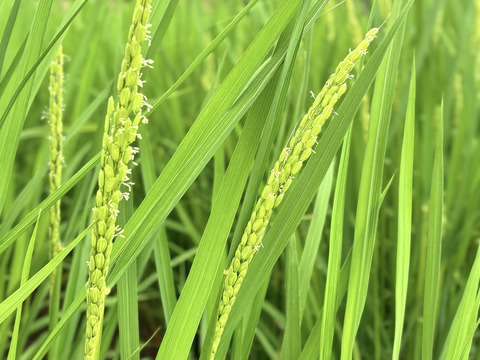 R8玄米・天日干し・自然栽培 ひとめぼれ8kg：千葉県産のお米｜食べ
