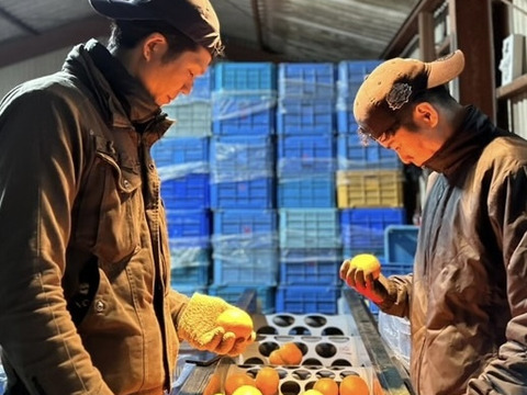 清見オレンジ（訳あり・10kg）