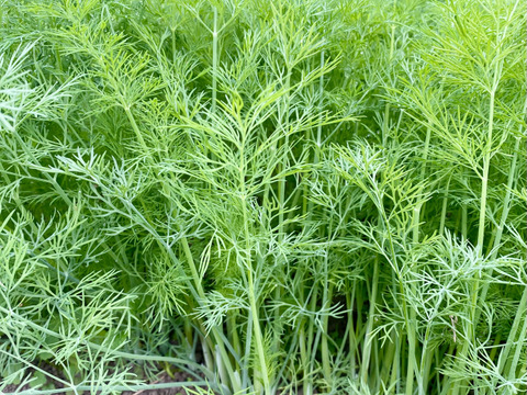 栽培期間農薬不使用　ディル　500グラム