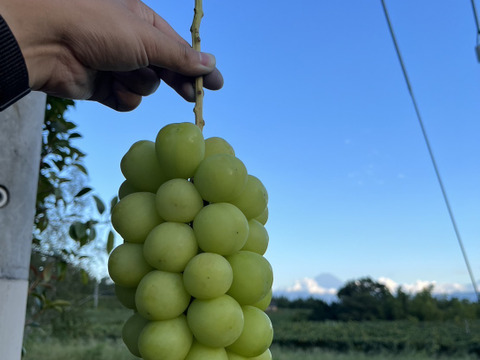 【ギフト用！9月発送！予約販売！朝採れ新鮮】山梨県産シャインマスカット2房(約1kg)