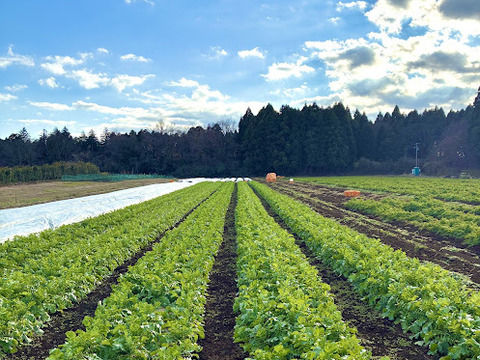カラフル！彩り大根&かぶ　3種類詰め合わせ3kg