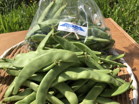 【好評につき増量】【北海道在来種】【貝豆】ささげ2kg + 季節の北海道野菜セット【平さやいんげん】【100サイズ】