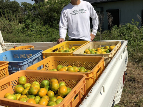 熊本発農薬不使用🍊　極早生みかん  5kg サイズフリー