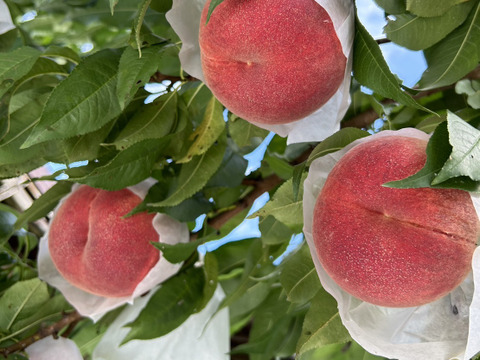 セール中！　まるせい果樹園のストレート桃ジュース　500ｍｌ×3本　品種おまかせ　ご贈答用　自家用向け