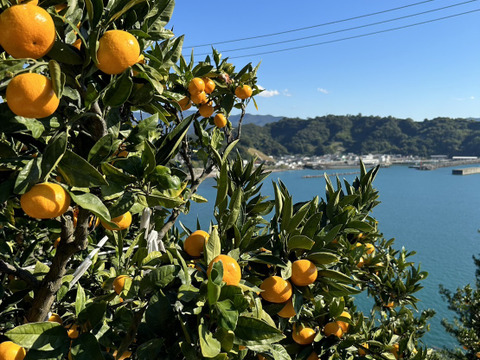 恵子のこだわりミカン 家庭用 S～Lサイズ混合 5kg