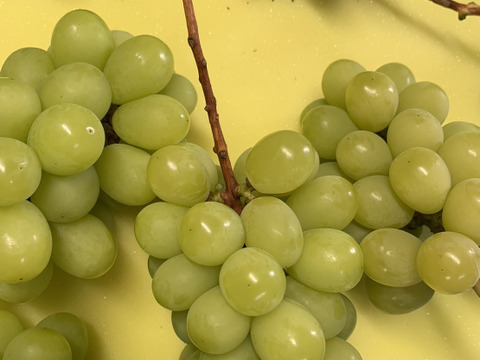 岡山産直！種無しご家庭用あま〜い！シャインマスカット1.5kg箱3〜4房入り