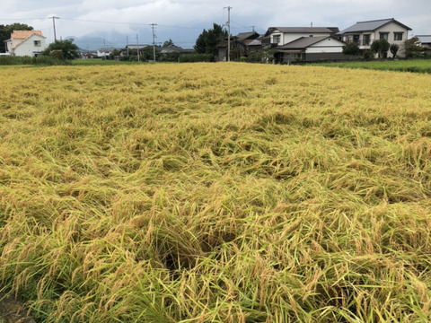 有機玄米（コシヒカリ）２ｋｇ香川産／2023年産