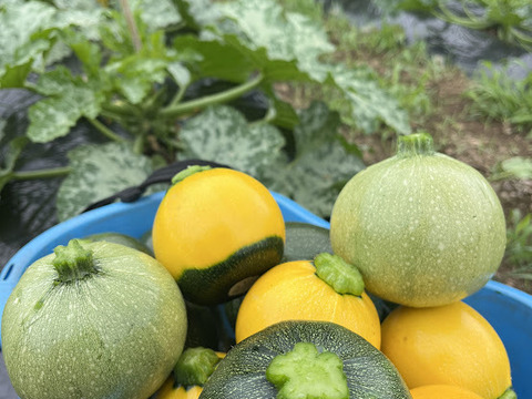 【千葉県産】有機ズッキーニ食べ比べセット１.5㎏～2kg入り