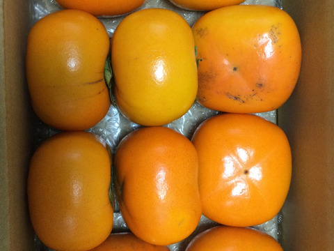 秋来る　たねなし柿（箱込み２kg以内・８～ １０個入り）※ご家庭用