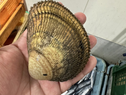 丹後とり貝の規格外/育成トリ貝/大サイズ/1個150～169ｇ/5個セット【生】