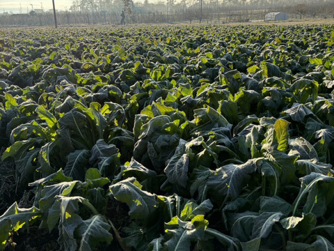 (生)　《霜降り野沢菜》　安曇野産　5kg