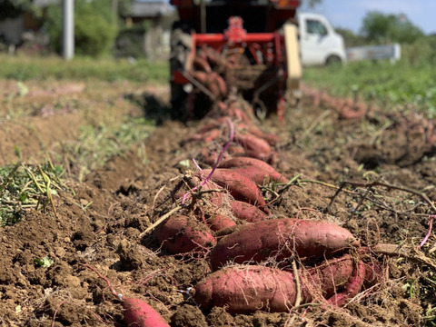 掘りたてなのに甘〜い！「あまはづき」5kg