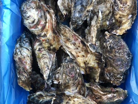 宮城県南三陸志津川より牡蠣漁師直送　真牡蠣のむき身ぎっしり300g×4パック！