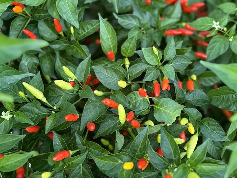 激辛！『採りたて生のタバスコペッパー』農薬不使用　200ｇ