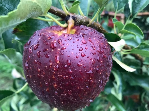 美味しい完熟りんご『秋映』10kg