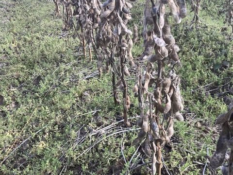 【自然栽培】乾燥大豆「里のほほえみ」14kg　〜令和7年・山形県鶴岡産〜
