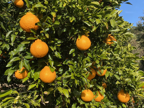 訳あり！不知火「約5キロ」