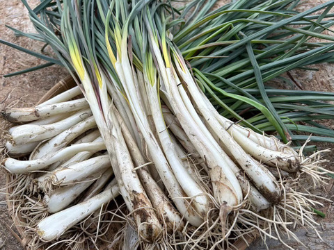 期間限定【農薬・化学肥料不使用】冬の旬野菜セット５～８品種