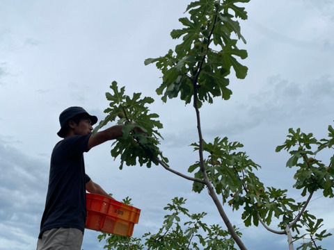 【秋の味覚を満喫！】農薬不使用　いちじく詰め合わせ(約600g)、とことん農薬節減シャインマスカット(約800g)