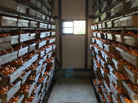 【貯蔵みかん】静岡県産　寿太郎みかん　5kg   農家直送　訳あり　家庭用　美味しいみかん