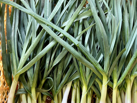 予約増量【大好評(^^♪】グッと料理のグレードが上がる(^^ “葉ニンニク“  500g→525g  from 名水の里　神奈川県秦野市
