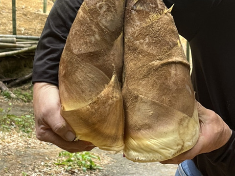 【京都産】朝掘り京たけのこ（大ぶりサイズ）｜食べ応えしっかり満足サイズ