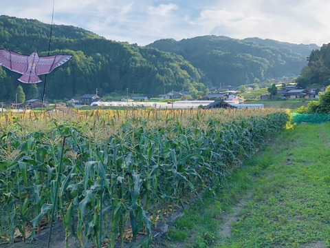 南信州高原あま〜い！とうもろこし白3黄色3計6本　朝つみ！