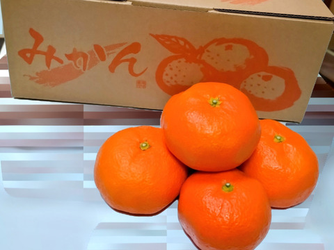蔵出し貯蔵晩生みかん(Lサイズ箱込み約3kg)