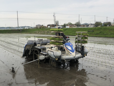 【母の日ギフト・グルテンフリー！】玄米米粉のバウムクーヘン　ホール・カットギフト（ソフトプレーンホール1個・ハードプレーンカット5個）
