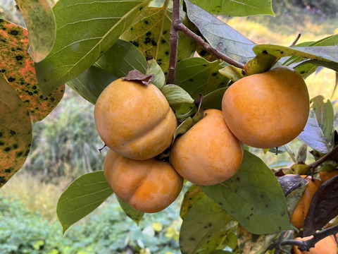 干し柿用 おがき