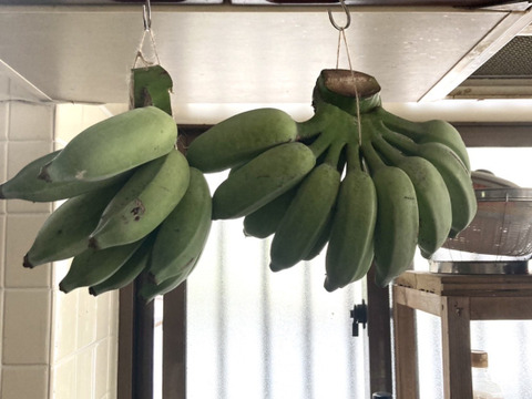 【今だけ値下げ！】安心・安全！ナムワバナナ 2~ 4房・計３kg