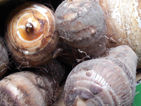 ＜うんまい！＞こんにゃく・さといも【１.５ｋｇ】