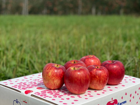 須藤アップル自慢の「葉とらず」弘前ふじ✨干しりんご付き