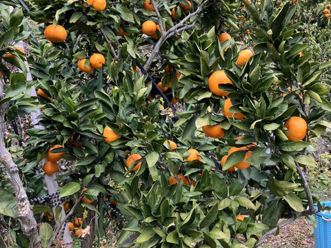 【幻のみかん・ビッグサイズ（２Ｌ以上）】高級品種！　石地中生　5kg