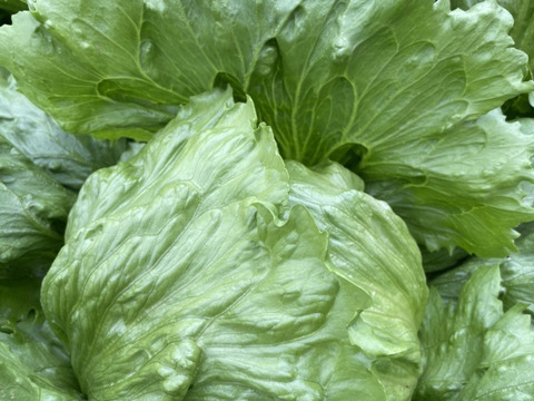 【農家直送】朝採れ野菜セット🥬 新鮮野菜詰め合わせ 丹波産 産地直送 野菜セット