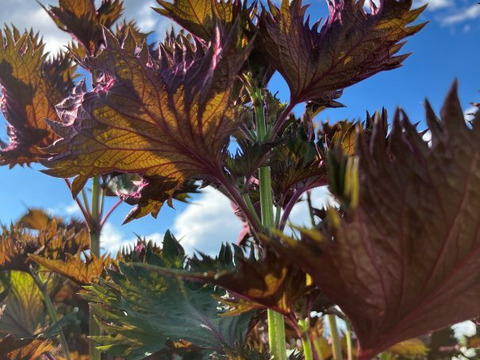 香り豊かなしそシロップ（500ml）3本セット