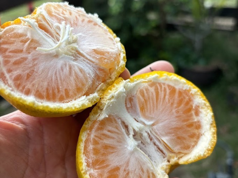 ＜期間限定＞摘果たんかん　5kg／料理・ドリンク・加工用に最適！