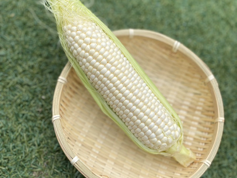 【11/5頃から発送】🚩まるでスイーツ！秋とうもろこし🌽ホワイト6～8本【本州の方限定】