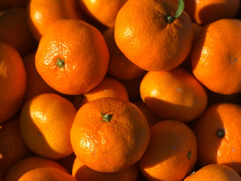 せとうち周防大島　みかんジャム