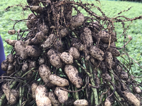 掘りたて新鮮！ゆで用ジャンボ生落花生3kg(1500円/kg)
