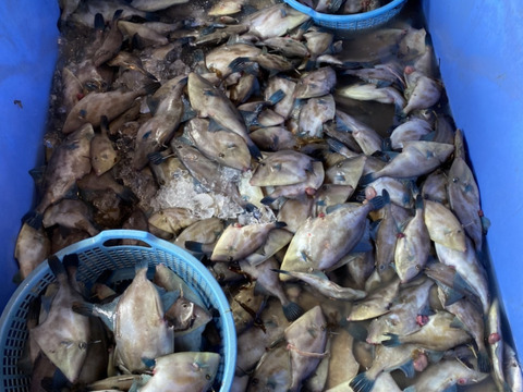 【捌いてお届け最高鮮度】30％大幅増量キャンペーン🐟旨味の宝庫国産天然活〆寒真鱈お得な大容量セット約700g
