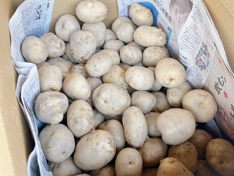 じゃがいも（男爵）9ｋｇ