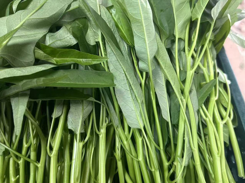 【水耕栽培】夏限定！シャキシャキ空心菜（エンサイ）500g (250g*2)