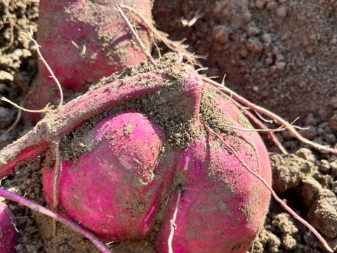 大人気の農薬不使用さつまいも(大小様々)一個一個丁寧に新聞紙で包んで熟成約7本！一本サービスいたします。
【3種類／５㎏】