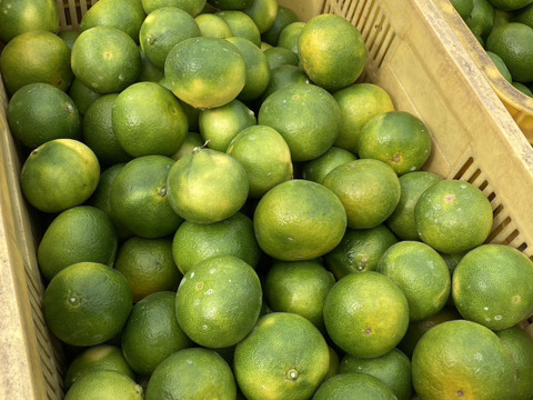 えひめ農園の極早生みかん 約３kg（ワックス・防かび剤不使用／数量限定・送料別）