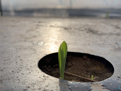 【こだわりプラス♪】超レア✨ホワイトコーン『雪の妖精』　極(きわみ)　5本入