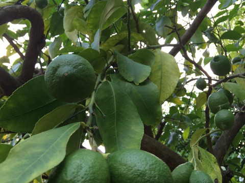 【C級品・2kg】瀬戸田産グリーンレモン