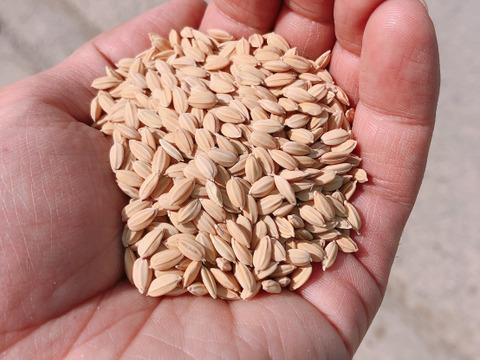【白米】自然栽培：滋賀産まれのお米、滋賀旭4.５kg（３０合入）白米　令和5年産