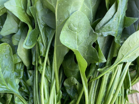 新商品‼️ほうれん草をたっぷり食べて欲しいお野菜セット‼️キャベツ、ブロッコリー入‼️